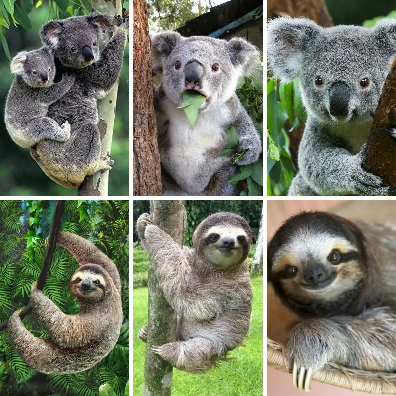 5D Diamond Painting Sloth Koal - Embroidery In Australia 评论和价格